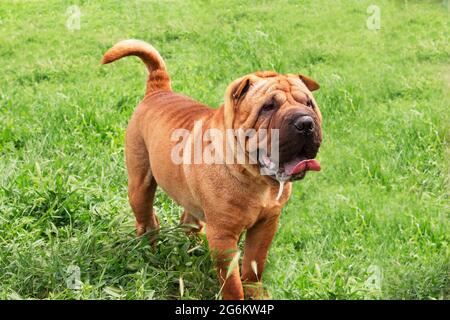 Cane Shar Pei dai capelli rossi su un campo verde. PET per una passeggiata. Allevamento di cani di razza purea per la casa. Cura ed educazione degli animali domestici. Shar Pei cucciolo Foto Stock