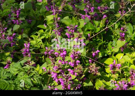 Fiori rosa di ortica morta, chiamato anche Lamium maculatum Foto Stock