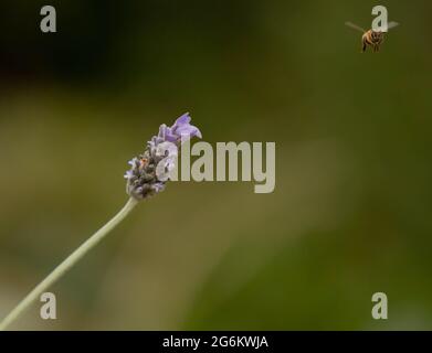 Il miele delle api e lavanda Foto Stock
