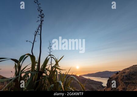 Harakeke (NZ Flax) durante l'alba su Porthills, Christchurch, Aotearoa Nuova Zelanda. Le Port Hills sono un residuo di 12 milioni di anni del Lyttelto Foto Stock