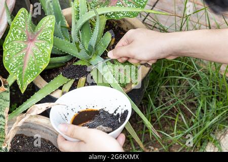 Terreni di caffè aggiunti alla pianta di alovera come fertilizzante organico naturale ricco di azoto per la crescita Foto Stock
