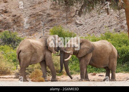 Elefanti africani (Loxodonta Africana) elefanti desertici in letto di fiume secco. Fiume Hoanib, Namibia, Africa Foto Stock