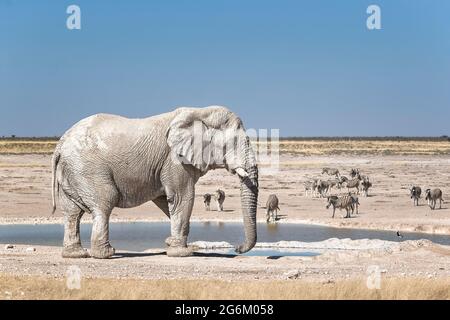 Elefante africano, Loxodonta Africana, toro e zebre. Parco Nazionale di Etosha, Namibia, Africa Foto Stock