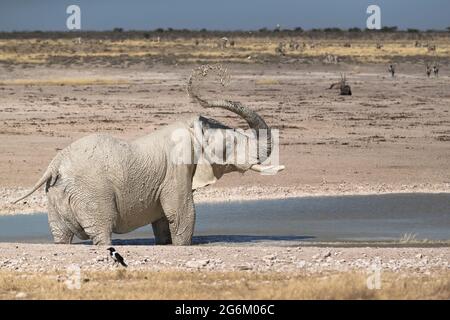 African Elephant, Loxodonta Africana, toro gettare fango sul suo corpo in un foro di irrigazione. Parco Nazionale di Etosha, Namibia, Africa Foto Stock