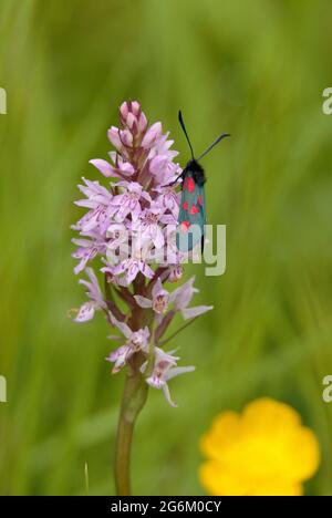 Comune puntato-orchidea. Foto Stock