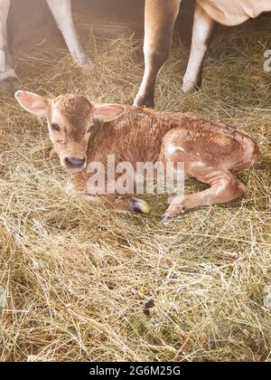 Nuovo vitello nato nel fienile con la sua madre mucca, allevamento di bestiame, foto Foto Stock