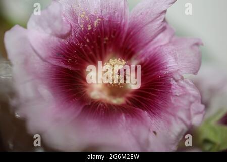 Porpora fiore selvaggio fiore primo piano sfondo alcea famiglia rosea malvaceae alta qualità stampe di grandi dimensioni Foto Stock