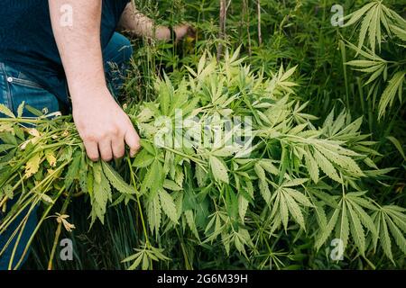 Uomo che raccoglie il mazzo di heap di tenuta Legal Marijuana verde Cannabis Sprout nelle sue mani. Cannabis bella Marijuana Cannabis pianta. Primo piano Foto Stock