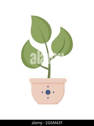 Illustrazione botanica con foglie e pianta. Bellissimo vaso di fiori con colorata vettore fiore icona piatta. Fiore colorato in vaso isolato icona piatta o Illustrazione Vettoriale