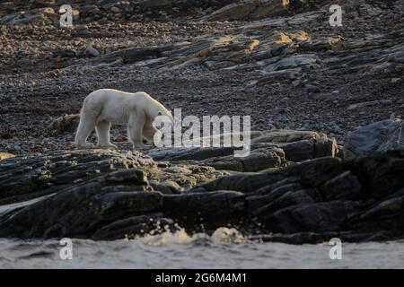 Orso polare (Ursus maritimus) cammina su rocce. Svalbard, Spitsbergen, Norvegia, Artico Foto Stock