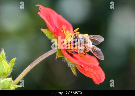 Ape - Apis mellifera - Pollinates A Blossom of the Cinquefoles - Potentilla Flamenco Foto Stock