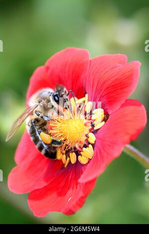 Ape - Apis mellifera - Pollinates A Blossom of the Cinquefoles - Potentilla Flamenco Foto Stock