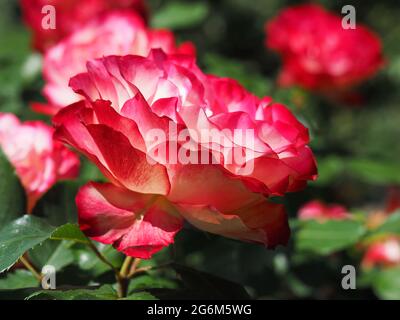 Bella rosa rossa e bianca Doppia delizia fiorire in un giardino Foto Stock