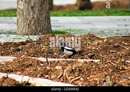 Saksağan kuşunun portresi Foto Stock