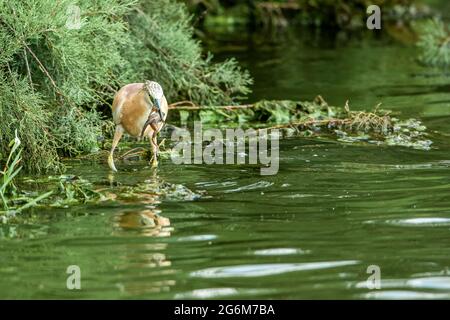 squacco Heron (Ardeola ralloides). Caccia con una rana preda nel suo conto. Questo piccolo airone si nutre principalmente di insetti, ma anche di uccelli, pesci e rana Foto Stock