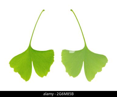 Balestra di Ginkgo, vista frontale e posteriore, primo piano dall'alto. Ginkgo biloba, gingko o albero di maidenhair. La foglia è un simbolo per Tokyo, la capitale del Giappone. Foto Stock