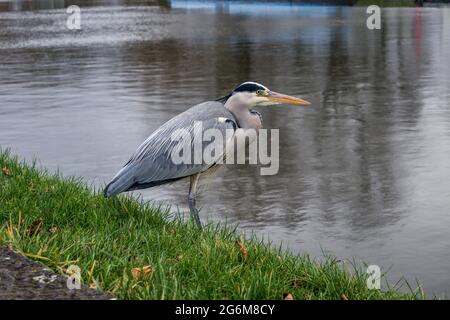 Primo piano di un airone in piedi sulla riva del fiume Cam Cambridge Inghilterra Foto Stock