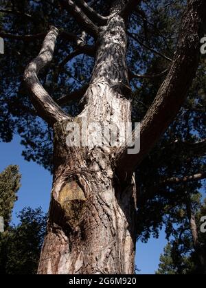 Old Tree Truck in Cambridge University Botanic Garden Cambridge Inghilterra Foto Stock