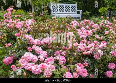 Piccolo giardino di rose con fiori rosa rose e panca giardino bianco sullo sfondo. Foto Stock