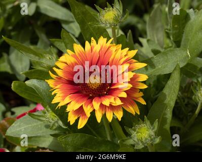 Primo piano di una testa di fiore giallo e rosso brillante Gaillardia o Blanket Flower Foto Stock