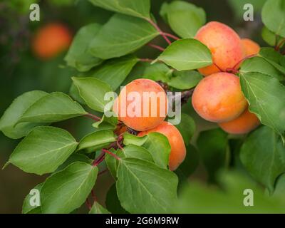 Un mazzo di albicocche mature appese sul ramo con foglie verdi. Primo piano. Shot orizzontale. Foto Stock
