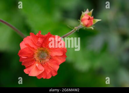 Spettacolari fiori di Geum rosso brillante (specie Rosaceae) Foto Stock