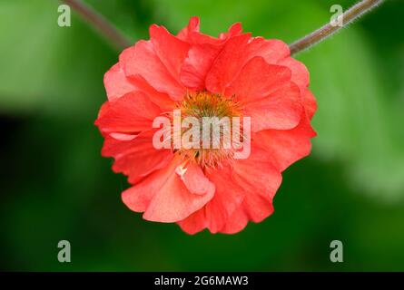 Spettacolari fiori di Geum rosso brillante (specie Rosaceae) Foto Stock