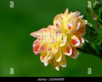 Vista laterale di un bel fiore rosa e giallo Dahlia contro uno sfondo verde del prato fuori fuoco Foto Stock