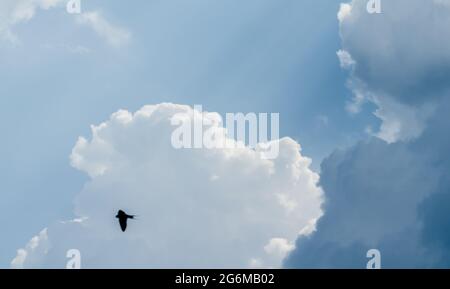 Nuvole nel cielo dopo una tempesta di pioggia con un uccello che vola, sfondo naturale o carta da parati Foto Stock