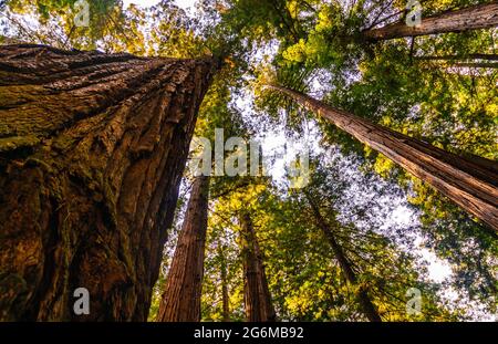 Guardando in alto lungo i cortchi di alberi di legno rosso lussureggiante immagine di sfondo verde, bella luce Foto Stock