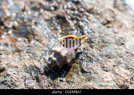 Granchio eremita nascosto in mollusco guscio duro primo piano sulla superficie rocciosa sotto il sole mediterraneo estivo sulla riva del mare. Vita marina selvaggia Foto Stock