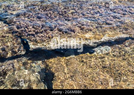 Grandi rocce coperte da alghe da vicino in acqua limpida. Spiaggia di ciottoli di mare mediterraneo selvaggio. Spiaggia rocciosa con fascio di sole. Viaggia in Grecia vicino ad Atene. Natur Foto Stock