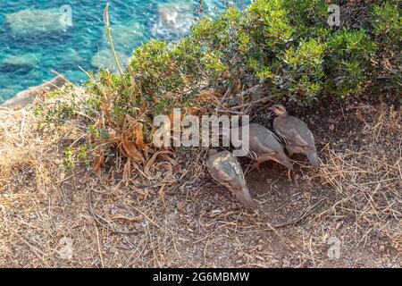 La partridge rocciosa (Alectoris graeca) gruppo di alimentazione, famiglia fagiano. Osservazione di uccelli sul bordo roccioso della costa blu del Mediterraneo, Capo Sounion, atti Foto Stock