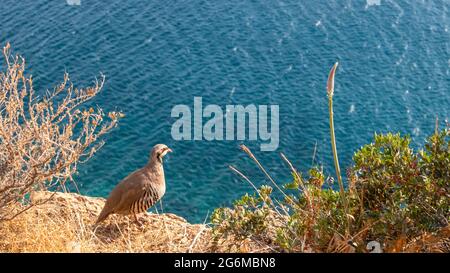 La partridge rocciosa (Alectoris graeca), famiglia fagiano. Osservazione di uccelli sul bordo roccioso della costa mediterranea blu del mare, Capo Sounion, Attica, Grecia Foto Stock