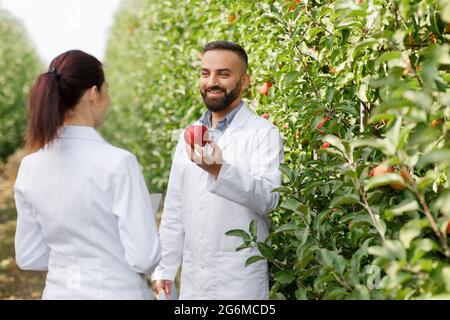 Agronomo che controlla le mele, esplorare, ricercare come si crescere nella stagione prima del raccolto Foto Stock