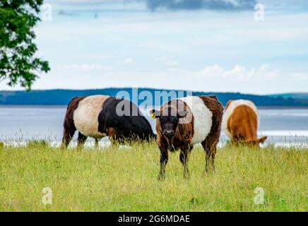 Bestiame Galloway in cintura pascolo in un prato d'erba, far Arnside, Milnthorpe, Cumbria, Regno Unito Foto Stock