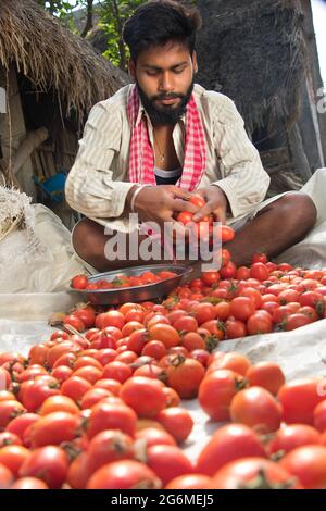 Felice giovane contadino indiano che tiene pomodori Foto Stock