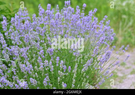 Bush di lavanda giardino che cresce nel vostro proprio giardino, fuoco selettivo. Concetto di giardinaggio. Foto Stock