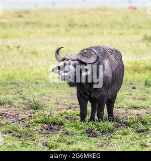 Capo o bufalo della Savanna del Sud, il caffer di Syncerus, la più grande delle quattro sottospecie africane di bufalo. Questo giovane maschio in piedi è coperto di fango e. Foto Stock