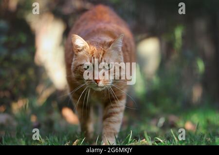 Ginger Tabby Cat cammina verso la macchina fotografica nel giardino. Orange Cat con un aspetto serio all'esterno. Foto Stock
