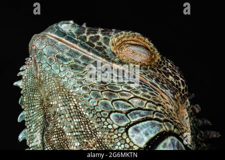 Iguana Verde Americano maschio (Iguana iguana) Foto Stock