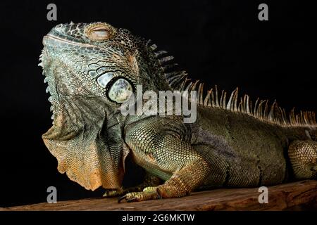 Iguana Verde Americano maschio (Iguana iguana) Foto Stock