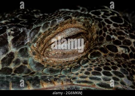 Iguana Verde Americano maschio (Iguana iguana) Foto Stock