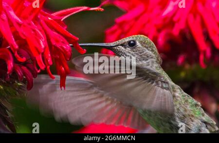 Colibrì Foto Stock