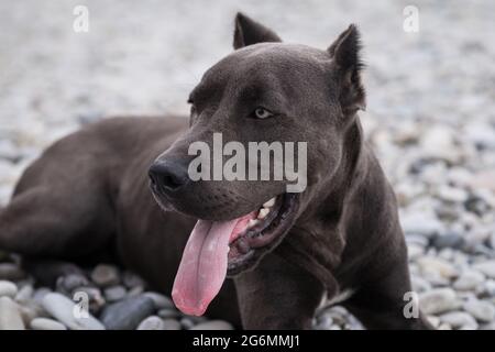 Ritratto di americano buca terrier in primo piano. Bella famiglia e razza di cane amichevole. Il cane pericoloso è stereotipo. Buca blu cucciolo di toro con raccolto Foto Stock