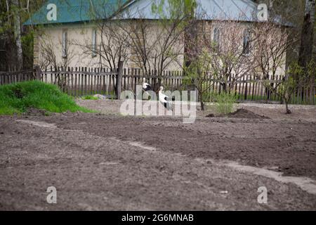 Un paio di cicogne bianche che camminano sul campo. Cicogna in campagna. Nidificazione di uccelli selvatici. Coppia di uccelli. Foto Stock