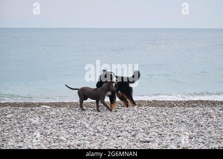 Cucciolo di americano pit bull terrier di blu giochi di colore con il grande cane di montagna Bernese sulla spiaggia di ciottoli sulla costa. Due incantevoli cani per famiglie bree Foto Stock