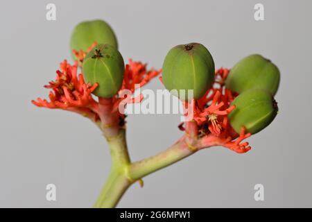 Jatropha Podagricoltura: Frutta. Foto Stock