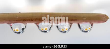 Goccioline d'acqua con margherite riflesse nelle goccioline d'acqua. Foto Stock