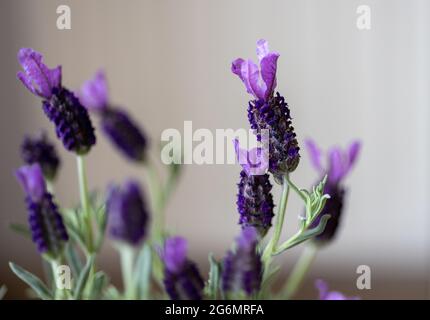 Farfalla fiori di lavanda in dettaglio in primavera Foto Stock